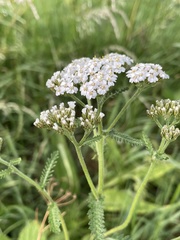 Achillea millefolium