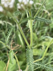 Achillea millefolium