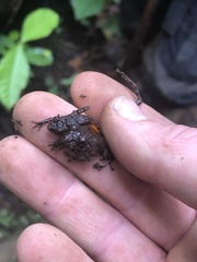 Pristimantis croceoinguinis