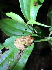 Pristimantis mallii