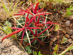 Ferocactus latispinus