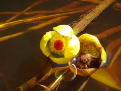 Nuphar × rubrodisca