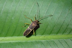 Homoeocerus meniscus