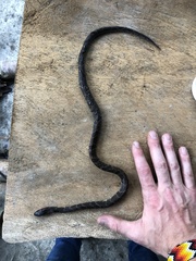 Atractus major