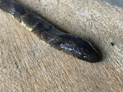 Atractus major