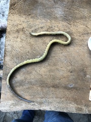 Atractus major