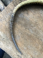 Atractus major