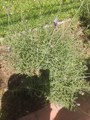Lavandula dentata