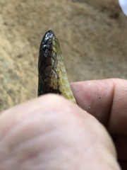 Atractus major