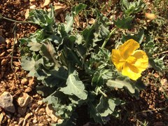 Glaucium flavum