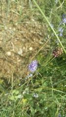 Globularia orientalis