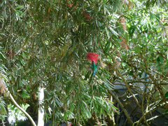 Chlorostilbon melanorhynchus