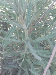 Lavandula dentata