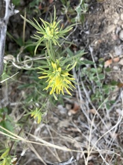 Castilleja flava flava