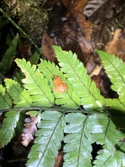 Pristimantis altamnis