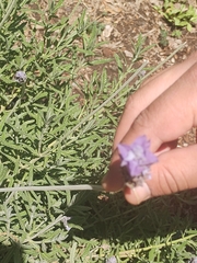 Lavandula dentata