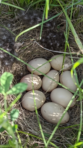 Mallard photographed in North Dakota