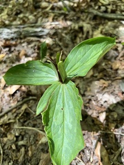 Trillium lancifolium
