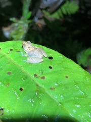 Pristimantis altamnis