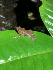 Rhinella festae