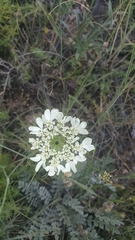 Artedia squamata