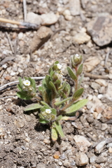 Plagiobothrys torreyi