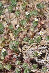 Leptosiphon ciliatus