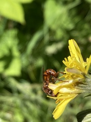 Sicus ferrugineus