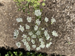 Ammi
