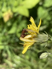 Sicus ferrugineus