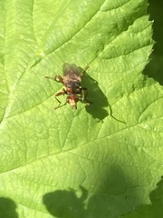 Sicus ferrugineus