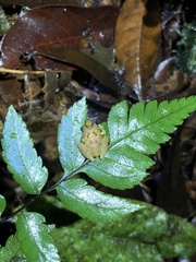 Pristimantis altamnis