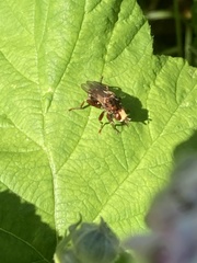 Sicus ferrugineus
