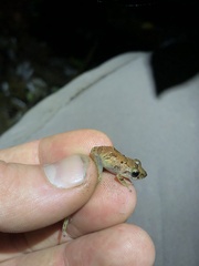 Pristimantis altamnis