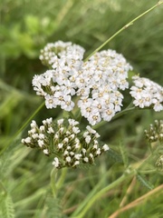 Achillea millefolium