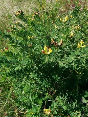 Chamaecytisus hirsutus