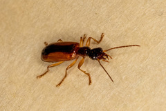 Leptotrachelus dorsalis