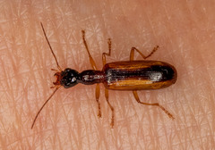 Leptotrachelus dorsalis
