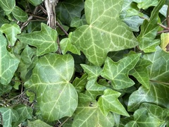 Hedera helix