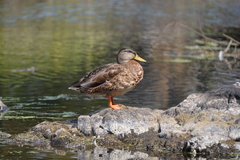 Anas platyrhynchos