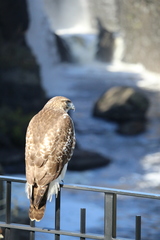 Buteo jamaicensis