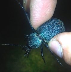 Carabus scabrosus