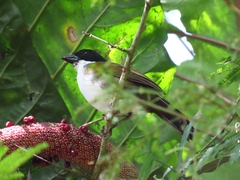 Arremon atricapillus