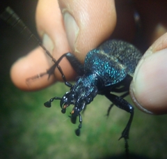 Carabus scabrosus
