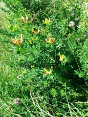 Chamaecytisus hirsutus