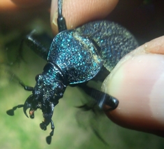 Carabus scabrosus