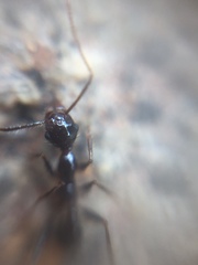Pheidole latinoda