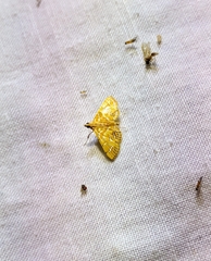 Daulia afralis