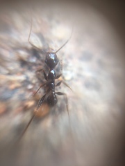 Pheidole latinoda