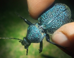 Carabus scabrosus